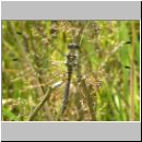 Sympetrum danae - Schwarze Heidelibelle jung-m01.jpg